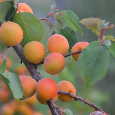 Zdjęcie: Carbon credits z rolnictwa: sprzedaż sekwestrowanego węgla w 2026
