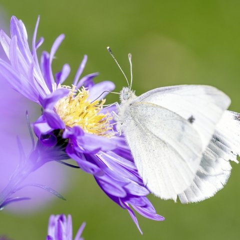 Zdjęcie: Plan zadań ochronnych Natura 2000: praktyczny przewodnik po dokumencie