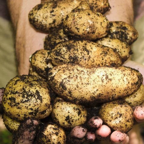 Zdjęcie: Ekoschemat zarządzanie materią organiczną gleby: węgiel i dopłaty