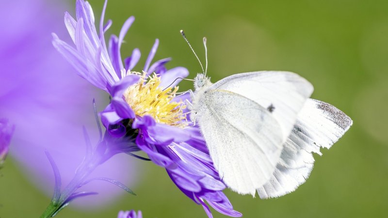 Zdjęcie: Plan zadań ochronnych Natura 2000: praktyczny przewodnik po dokumencie