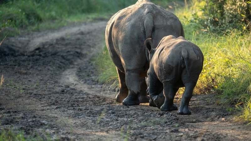 Zdjęcie: Gatunki zagrożone w Polsce: czerwona lista i stan populacji 2026
